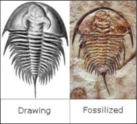 California State Fossil