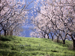 Georgia State Fruit