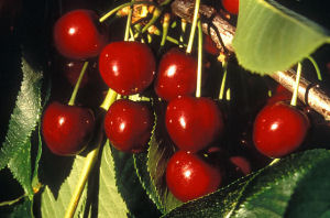 Utah state fruit