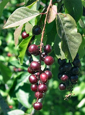 chokecherry netstate prunus