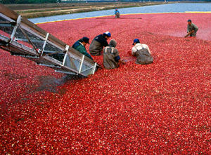 Cranberry harvest