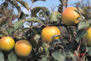 Illinois state fruit