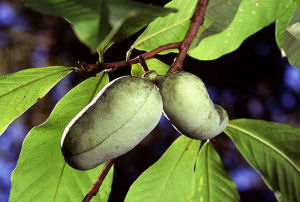 Ohio State Native Fruit