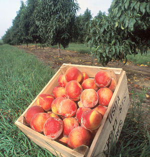 Georgia state fruit