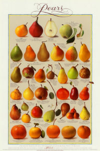 Pears