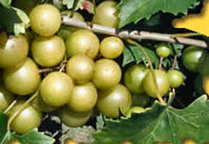 North Carolina state fruit