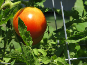 Ohio state fruit