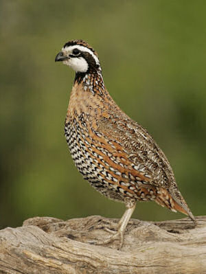 Missouri state game bird