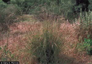 California State Grass