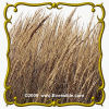 Indian Grass (Sorghastrum nutans) Jumbo Seed Packet - 2000 Seeds