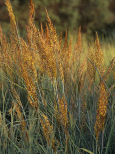 South Carolina state grass