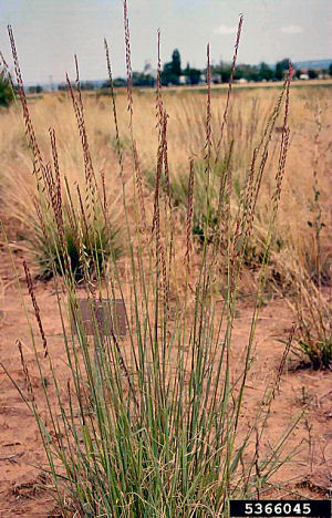 Texas state grass