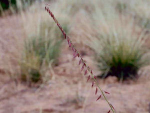 Texas state grass