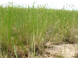 South Dakota state grass