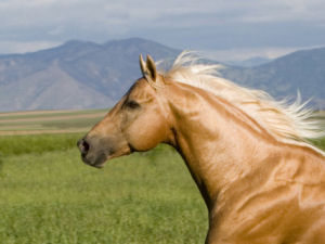 Texas state horse