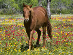 Texas state horse