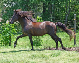 South Carolina state heritage horse