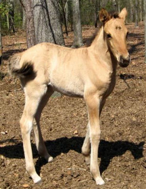 South Carolina state heritage horse