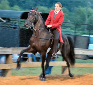 Tennessee state horse