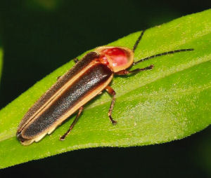 Tennessee state insect