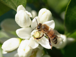 Tennessee state agricultural insect