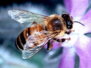 Tennessee state agricultural insect