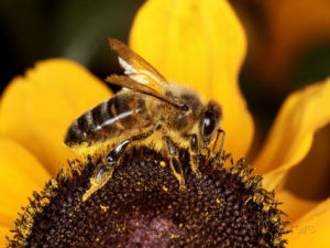 Georgia state insect