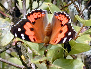 Hawaii state insect