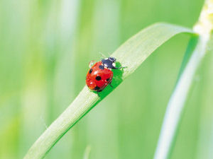 Tennessee state insect