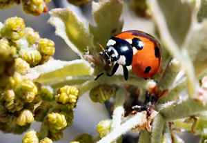 New Hampshire state insect