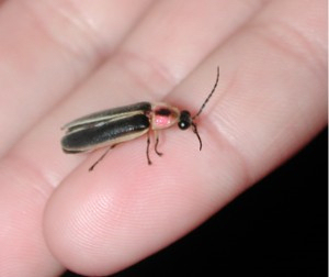 Pennsylvania state insect