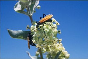 Tarantula Hawk Wasp Photographic Print