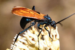 New Mexico state insect