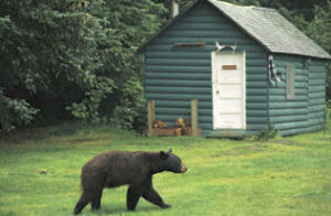 Alabama State Mammal