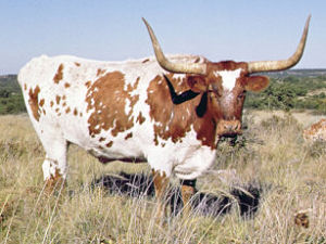 Texas large state mammal