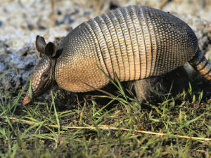 Texas small state mammal