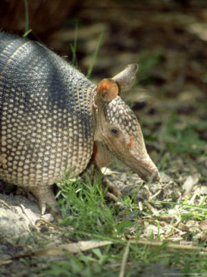 Texas small state mammal