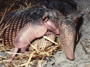 Texas small state mammal