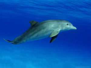 South Carolina state marine mammal