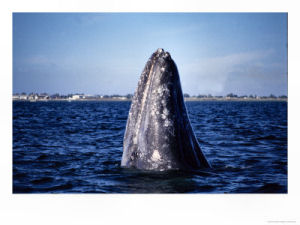 California State Marine Mammal