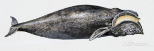 Georgia state marine mammal