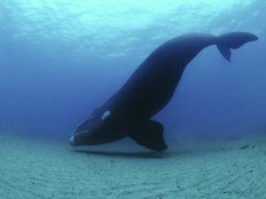 South Carolina state migratory marine mammal