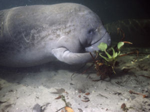 Alabama state marine mammal