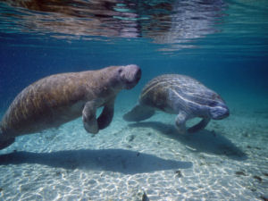 Alabama state marine mammal