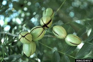 Texas state pecan