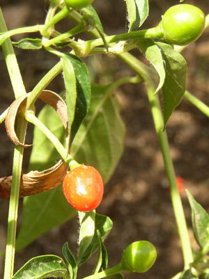 Texas state native pepper