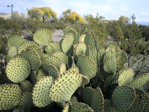 Texas state plant