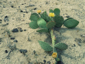 Texas state plant