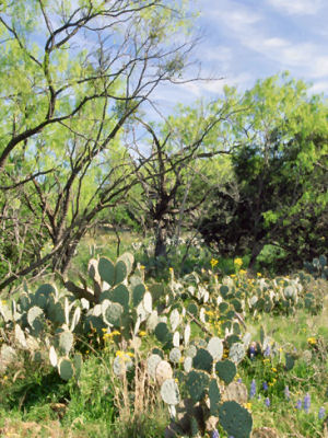 Texas state plant