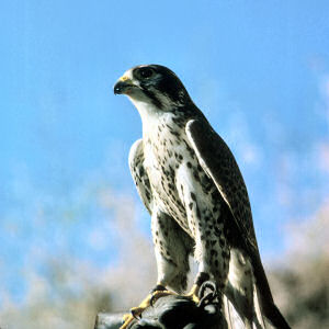 Idaho State Raptor